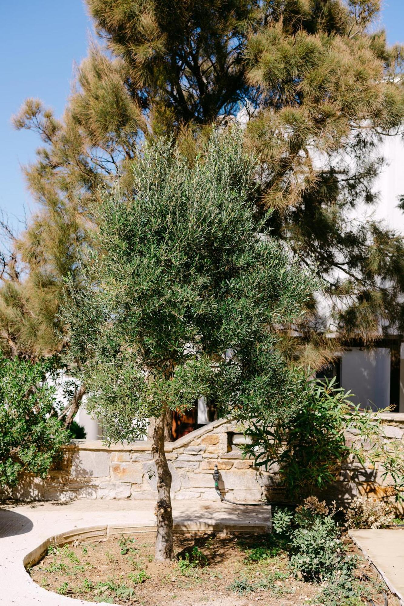 Blue Zircon Villa Stelida (Naxos)